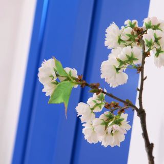 Will Taylor Hillarys blue shutters