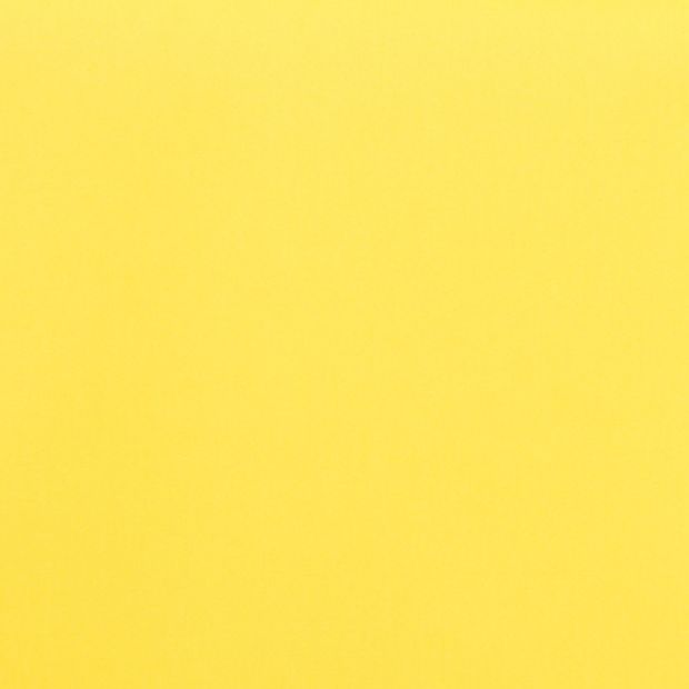bright yellow colour of acacia canary