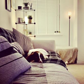 White wooden blinds dressed on windows of living room. Sofa in the room is decorated with striped, check cushions and a dog is resting on sofa