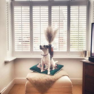 Craftwood Pure White Shutters in bay window with dog on cream pouffe