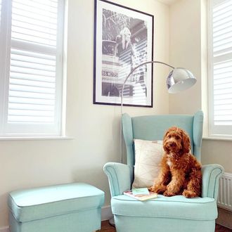 White shutters with brown dog sat on baby blue arm chair