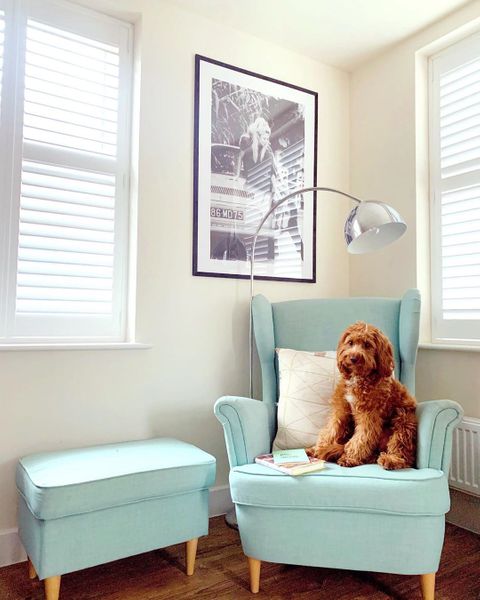 White shutters with brown dog sat on baby blue arm chair