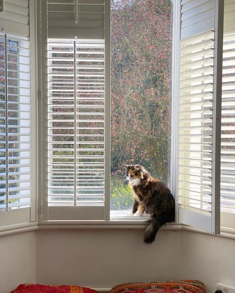 cat on windowsill with white shutters