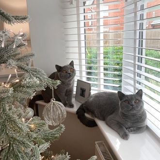 White wood venetian blinds in a bay window with 2 grey cats relaxing, with a snowy christmas tree on the left side of the image