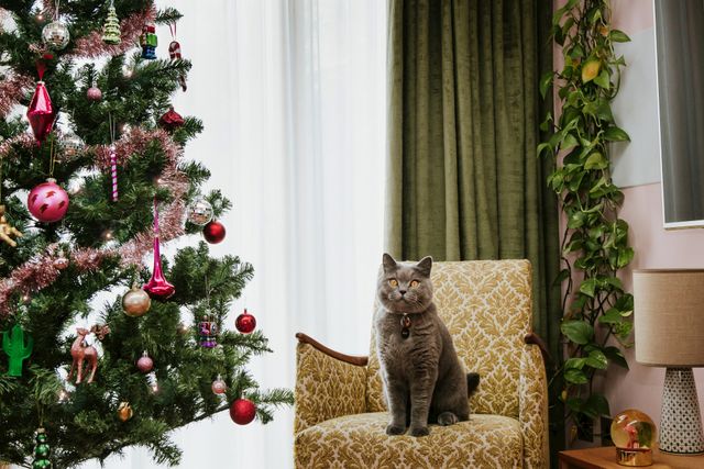 Luxe green curtains and soft white voiles layered in a window behind a retro chair with a grey cat sitting on it and a bright Christmas tree