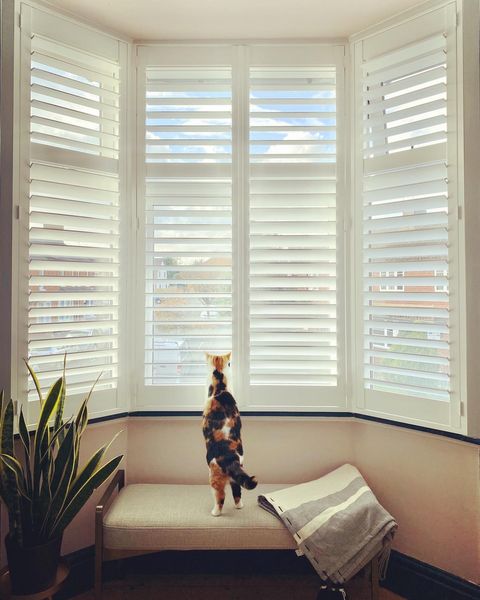 White full height shutters in bay window with green plant and cat looking out