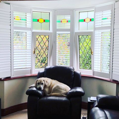 White full height shutters with labrador in black leather armchair