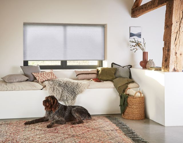 Compose Shadow roller blind in a lounge window with a dog. 