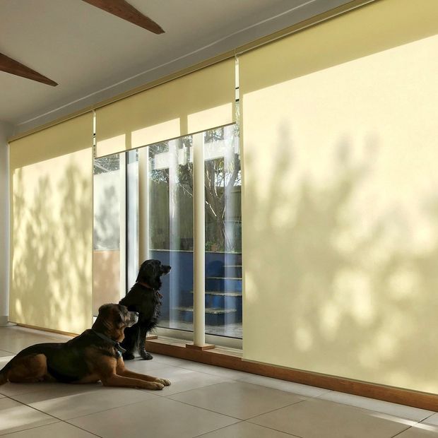 reber lemon roller blinds on wide patio doors with two dogs sat in front