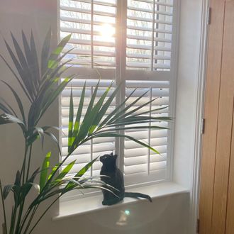 full height white shutters with light streaming in, cat sat on the windowsill and a tall plant partly covering the shutters