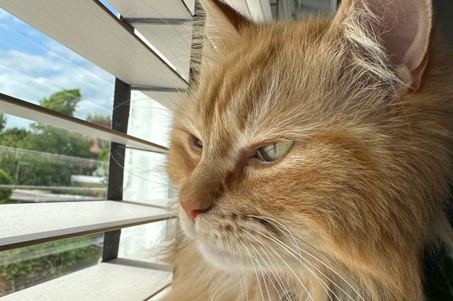 Close up of a window dressed in pale venetian blinds, closed with slats open and a long-haired ginger cat sits on the window sill looking out.