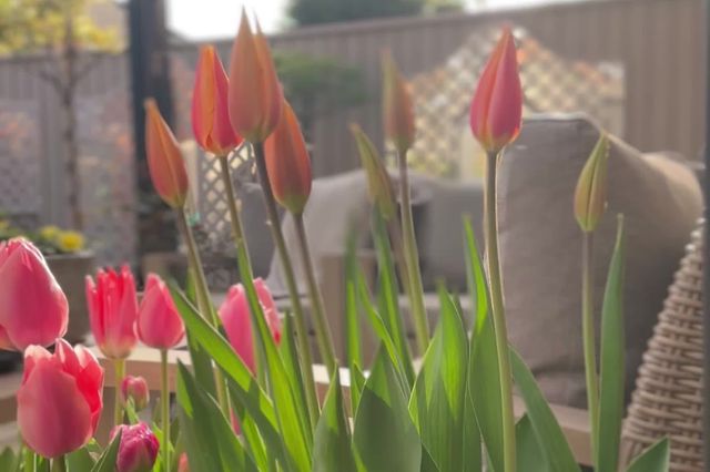 Close up of a large terracotta pot of pale red tulips, unopened, a second pot opened, underneath a grey freestanding pergola.