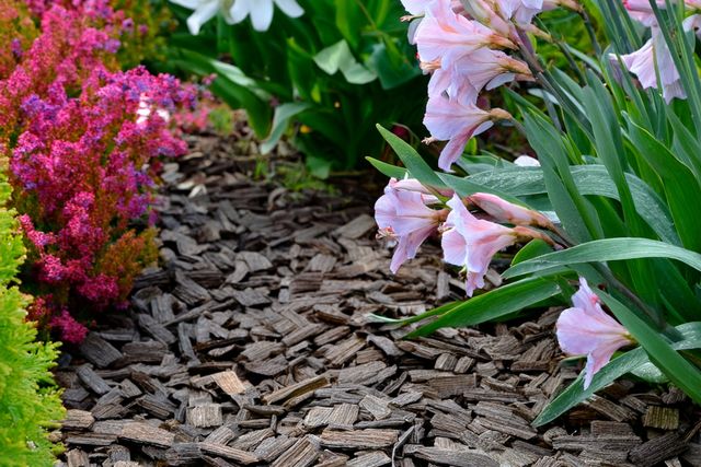 Close up of a flower bed with bark chippings over soil, pink flowers on right and dusky pink flowers on left.